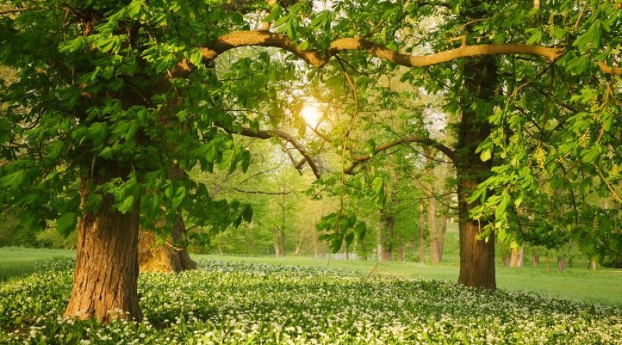 Il cuore verde azzurro di ecotime.ch